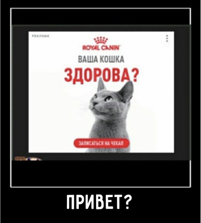Заседание клуба любителей поспать до обеда — угарные фото | Bugaga