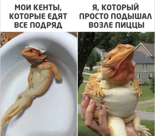 Вторник: тот самый день, когда понедельник уже прошел, а пятница только снится — фото | Bugaga