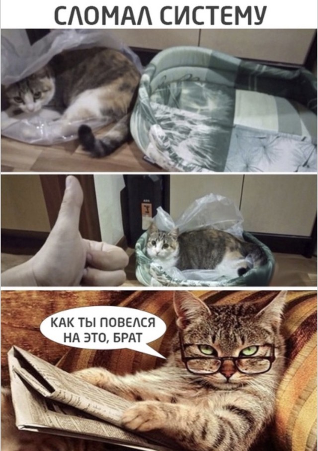Когда мозг ушёл в отпуск, а мемы остались на работе — смешные фото | Bugaga