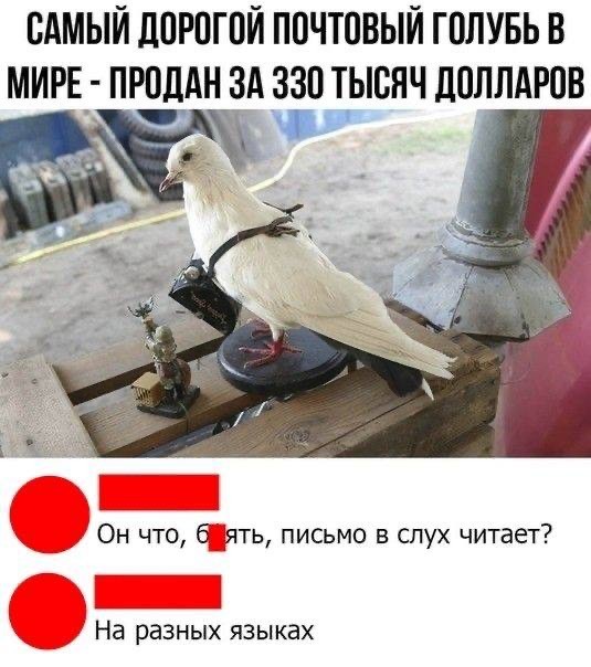 Немного хаоса, много юмора и мемы на любой случай