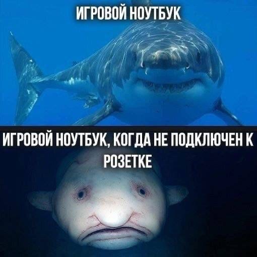Мемы, в которых жизнь узнает себя