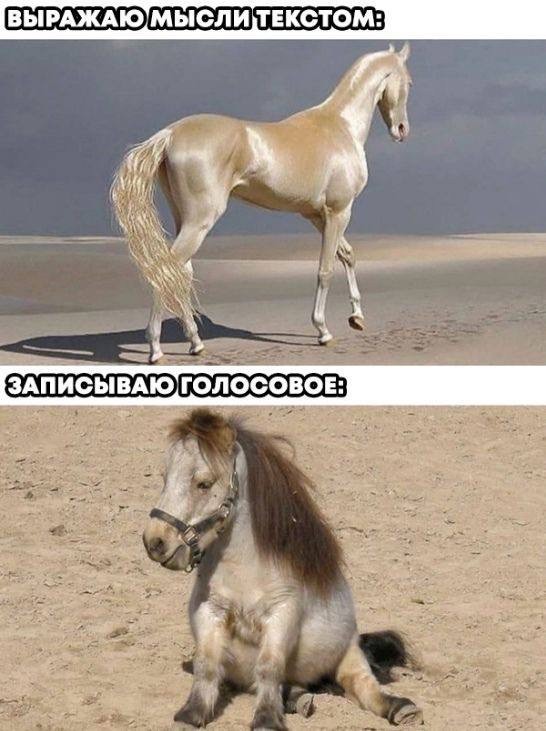 Когда коты понимают жизнь лучше людей