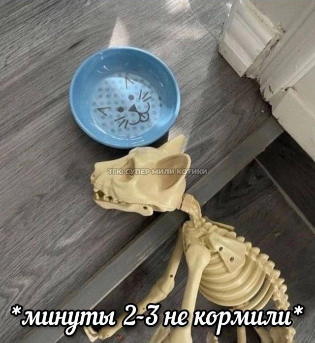 Немного жизненного юмора, немного абсурда и много мемов