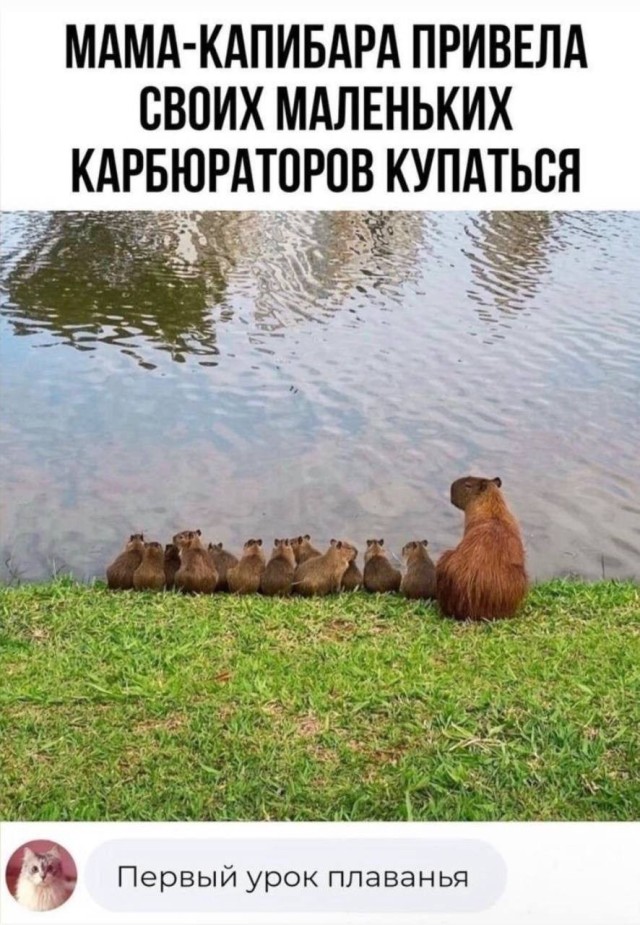 Эти мемы слишком жизненные, чтобы не рассмеяться