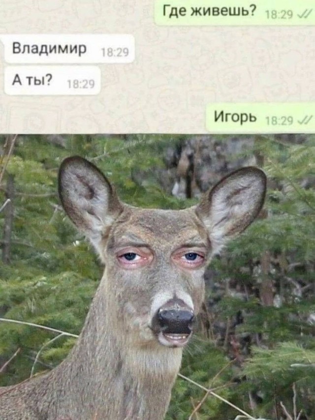 Немного мемов посреди серьезной взрослой жизни