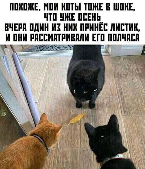 Если понял шутку — значит, этот мем для тебя