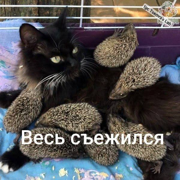 Немного безумия, щепотка иронии и целая куча мемов