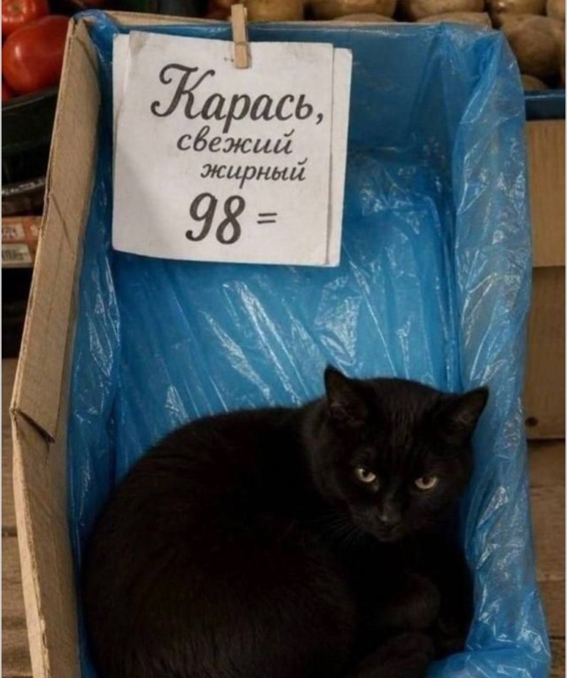 Когда каждый мем кажется идеальным для пересылки