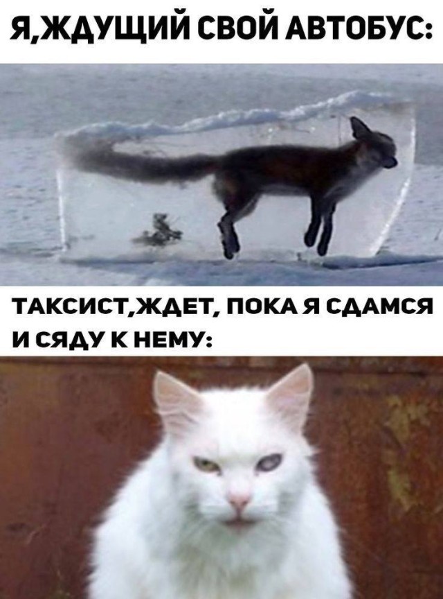 Немного интернет-юмора для отличного настроения