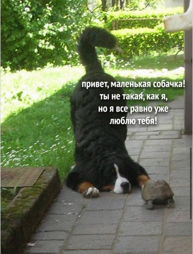 Когда каждый мем кажется идеальным для пересылки
