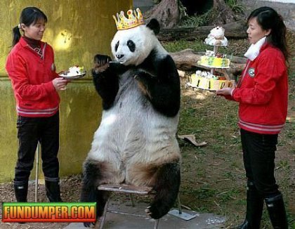 День рождения панды.