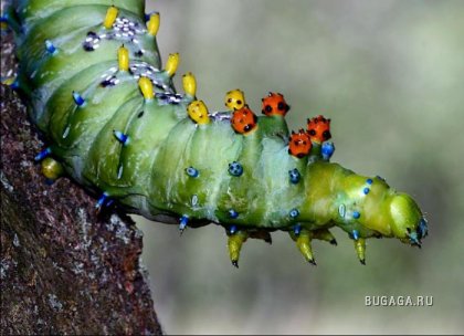 Макросъемка будущей бабочки