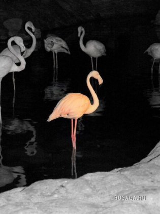 Фламинго, 7 фото