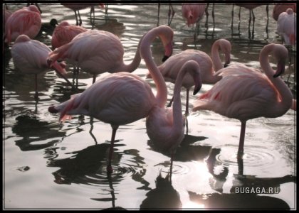 Фламинго, 7 фото