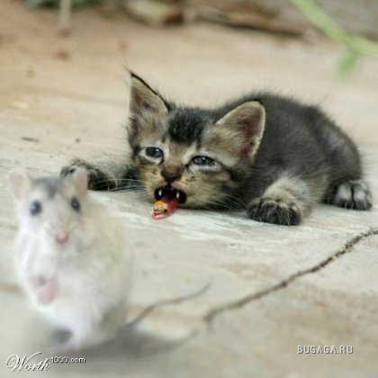 Мыши против котов