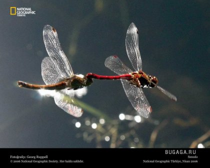Фотографии от National Geographic(часть 2)