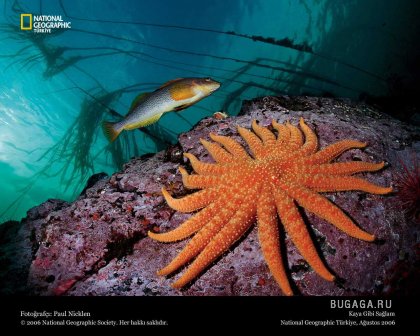 Фотографии от National Geographic(часть 2)