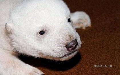 В берлинском зоопарке родился полярный мишка. ФОТО