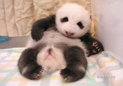 Малыши панды