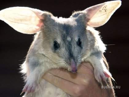 австралийский кролик