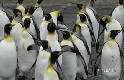Пост, посвященный пингвинам:-)