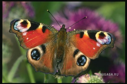 Самие красивые бабочки!