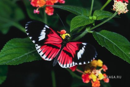 Самие красивые бабочки!