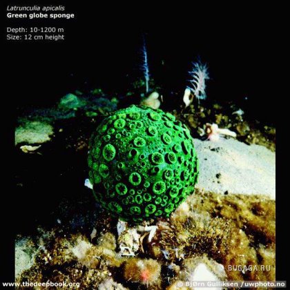 Необычные твари из глубин океана
