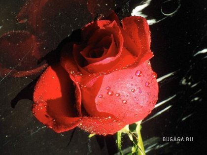 Для любителей роз