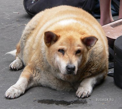 Очень толстые животные