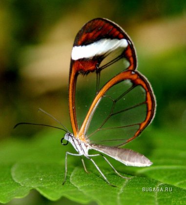 Glasswing butterflyes