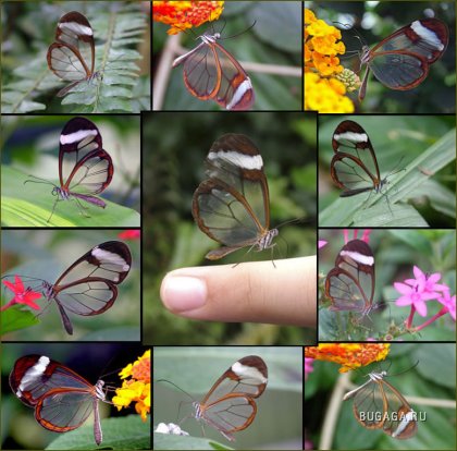 Glasswing butterflyes
