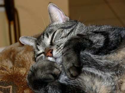 Спящие коты