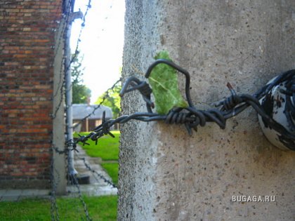 Освенцим (концентрационный лагерь)