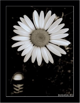 Sad and alone flowers by Natalie MORARU