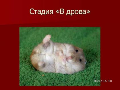 ПЬЯНСТВУ БОЙ))))))!!!!