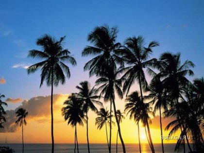 Солнце,море,пальмы...