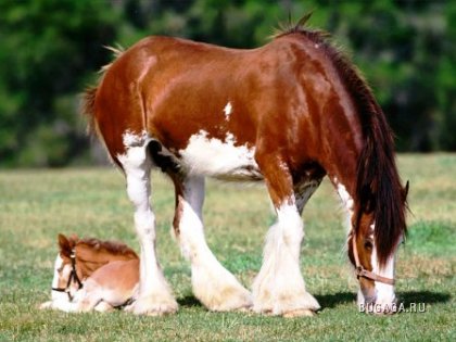 Красивые лошади