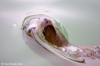 Великолепные фотографии природы и животных, победители конкурса Shell Wildlife Photographer