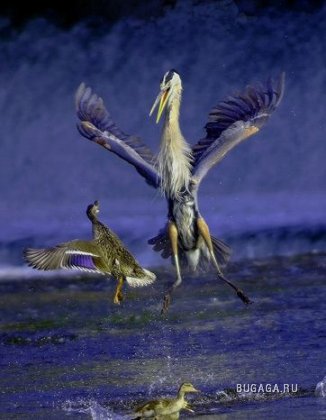 Лучшие фото National Geographic Contest 2007 — Животные